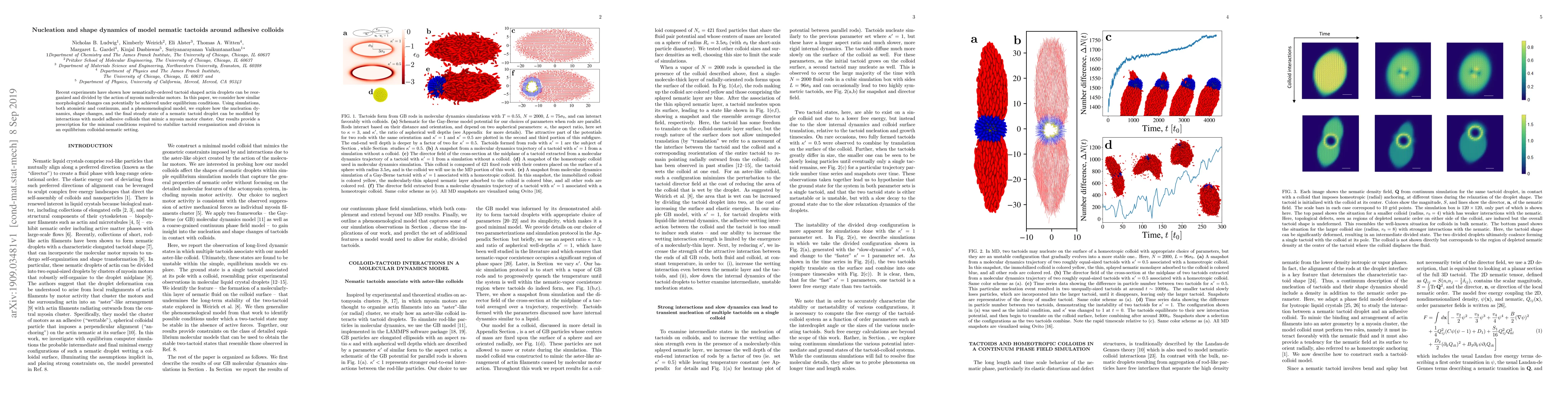Thumbnail for Nucleation and shape dynamics of model nematic tactoids around adhesive
  colloids