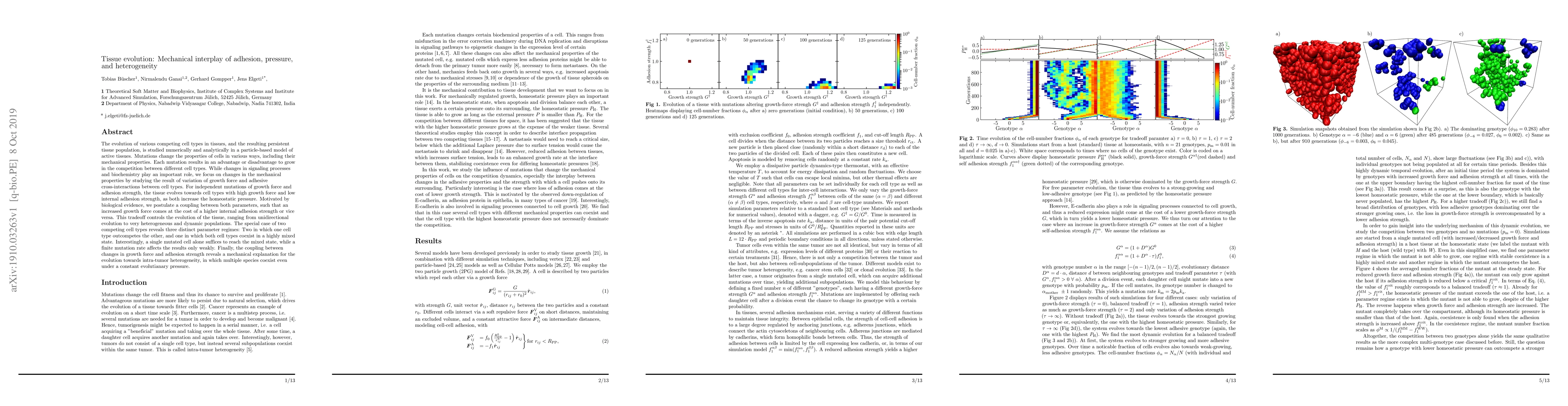 Thumbnail for Tissue evolution: Mechanical interplay of adhesion, pressure, and
  heterogeneity