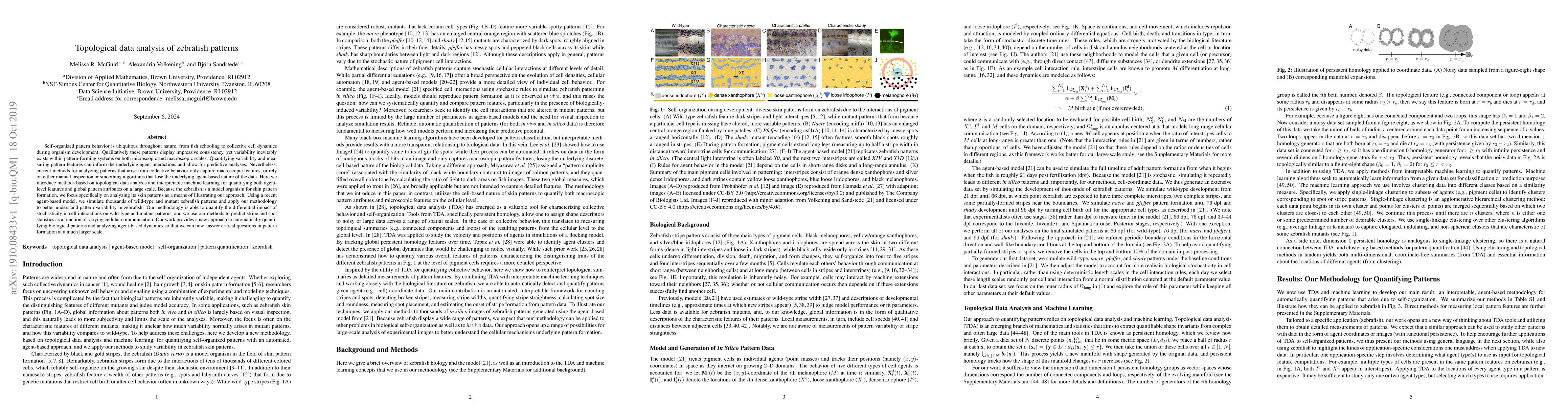 Thumbnail for Topological data analysis of zebrafish patterns