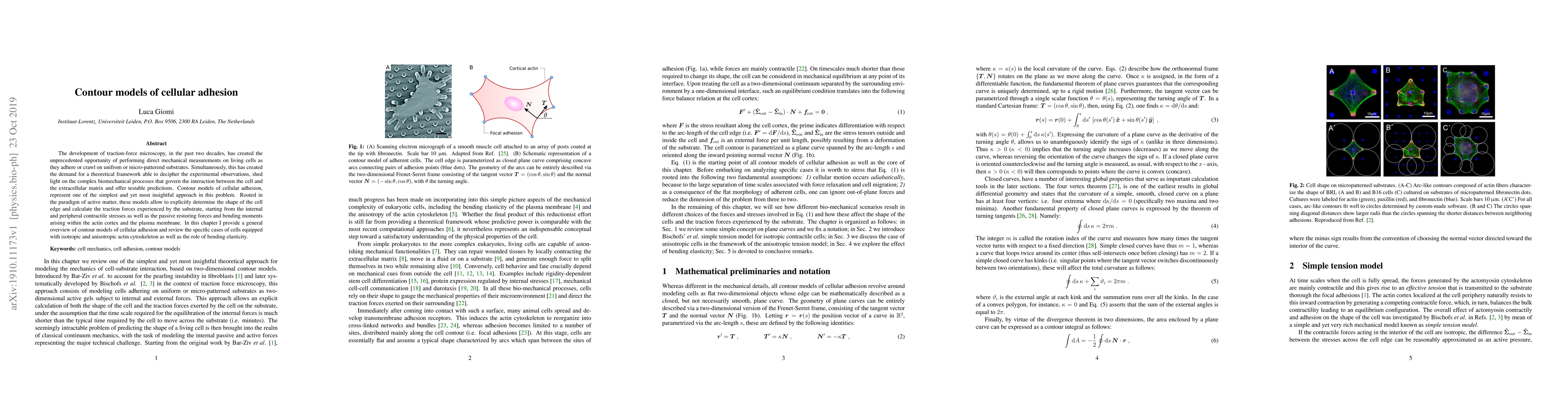 Thumbnail for Contour models of cellular adhesion