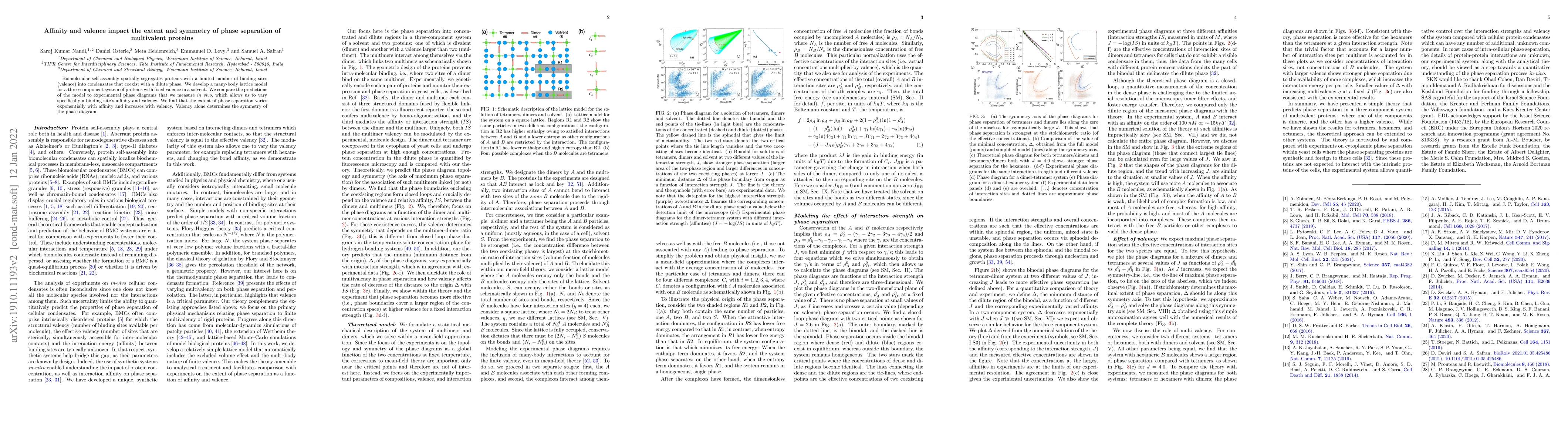 Thumbnail for Affinity and valence impact the extent and symmetry of phase separation
  of multivalent proteins