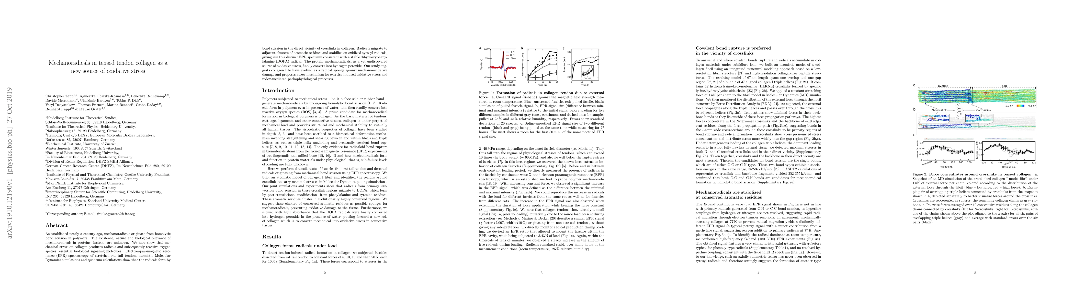 Thumbnail for Mechanoradicals in tensed tendon collagen as a new source of oxidative
  stress