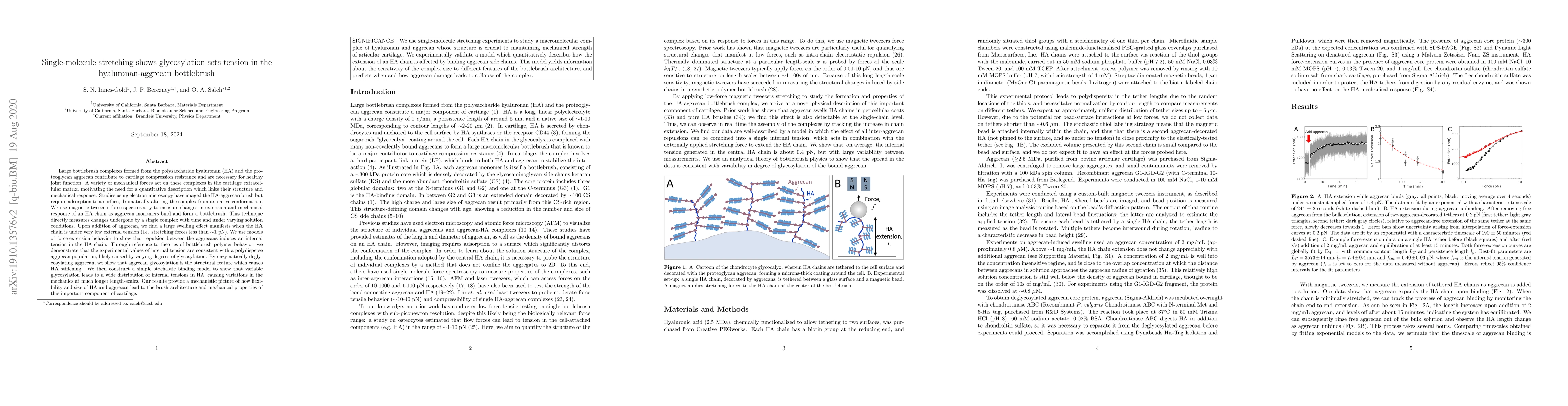 Thumbnail for Single-molecule stretching shows glycosylation sets tension in the
  hyaluronan-aggrecan bottlebrush