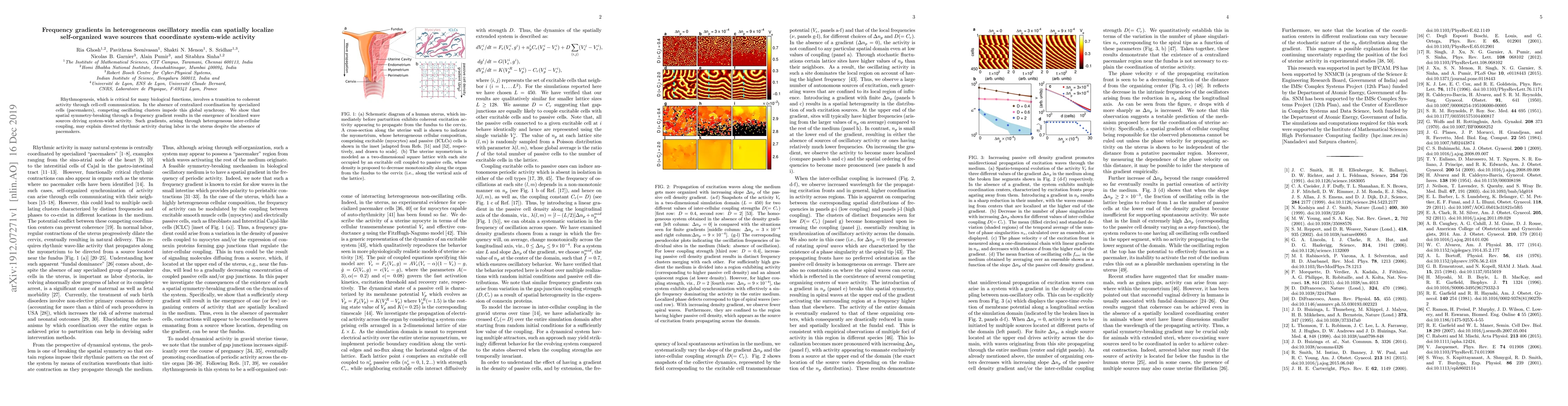 Thumbnail for Frequency gradients in heterogeneous oscillatory media can spatially
  localize self-organized wave sources that coordinate system-wide activity