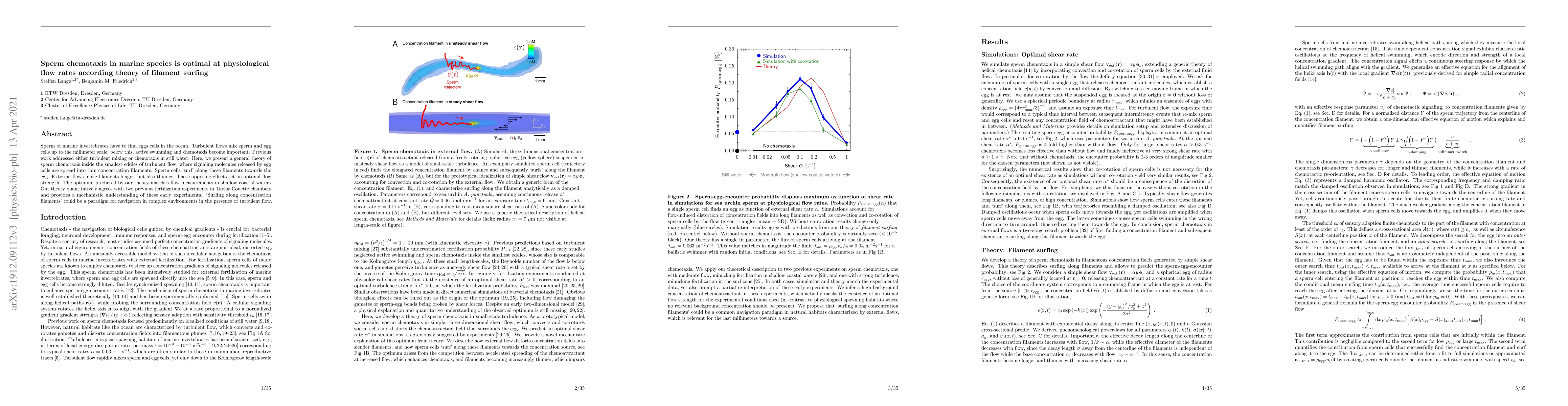 Thumbnail for Surfing along concentration filaments: sperm chemotaxis in physiological
  shear flows