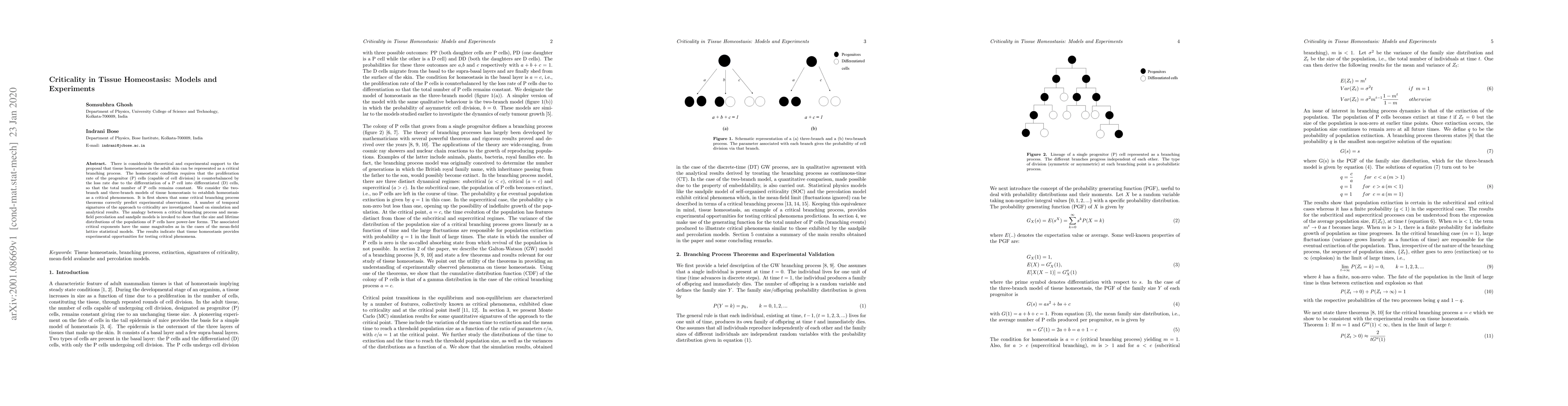 Thumbnail for Criticality in Tissue Homeostasis: Models and Experiments