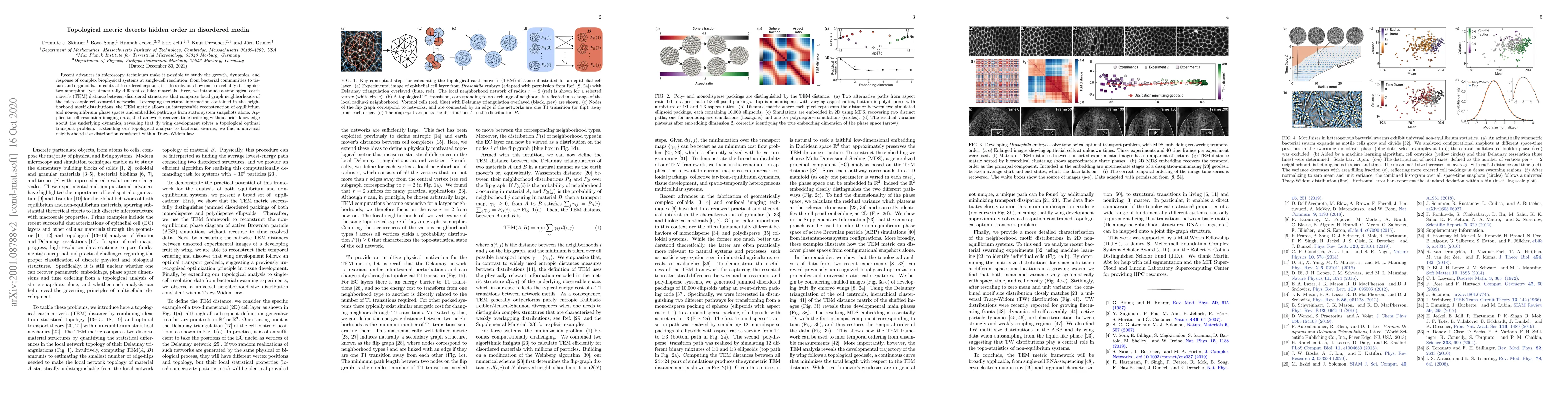 Thumbnail for Topological metric detects hidden order in disordered media