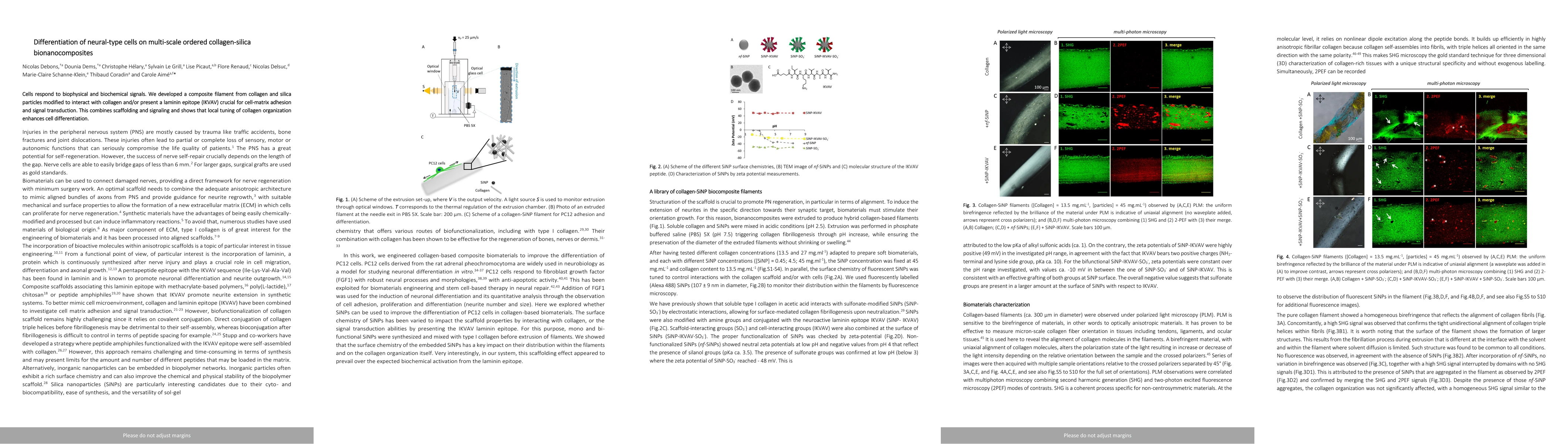 Thumbnail for Differentiation of neural-type cells on multi-scale ordered
  collagen-silica bionanocomposites