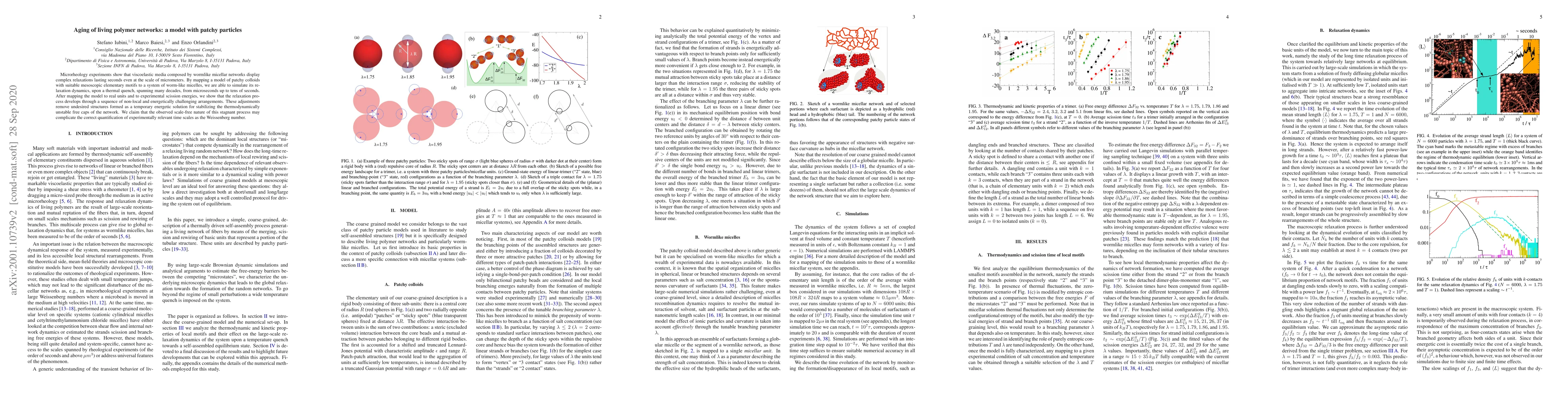 Thumbnail for Aging of living polymer networks: a model with patchy particles