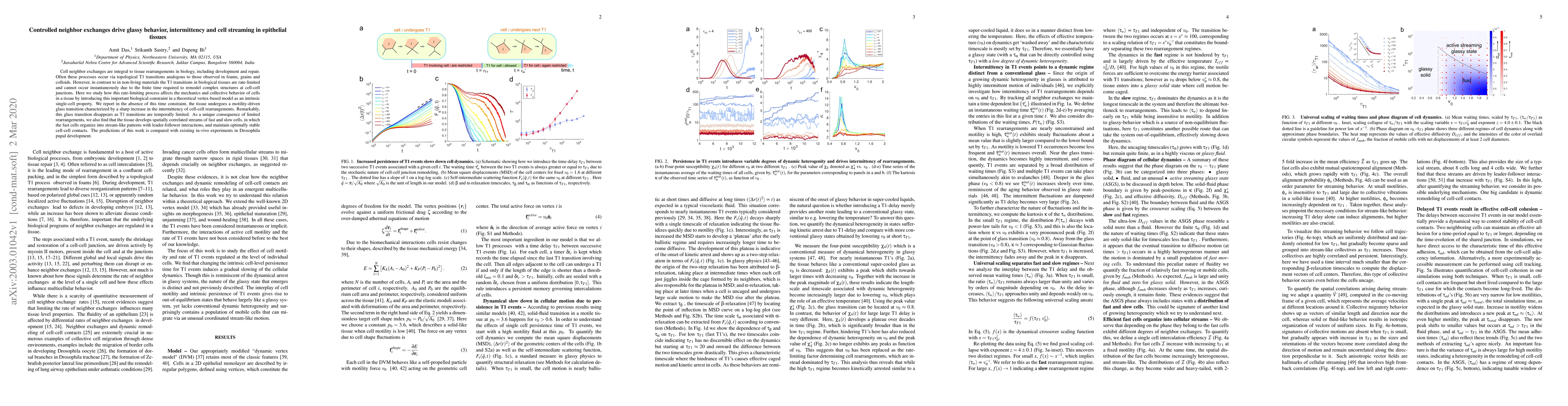 Thumbnail for Controlled neighbor exchanges drive glassy behavior, intermittency and
  cell streaming in epithelial tissues