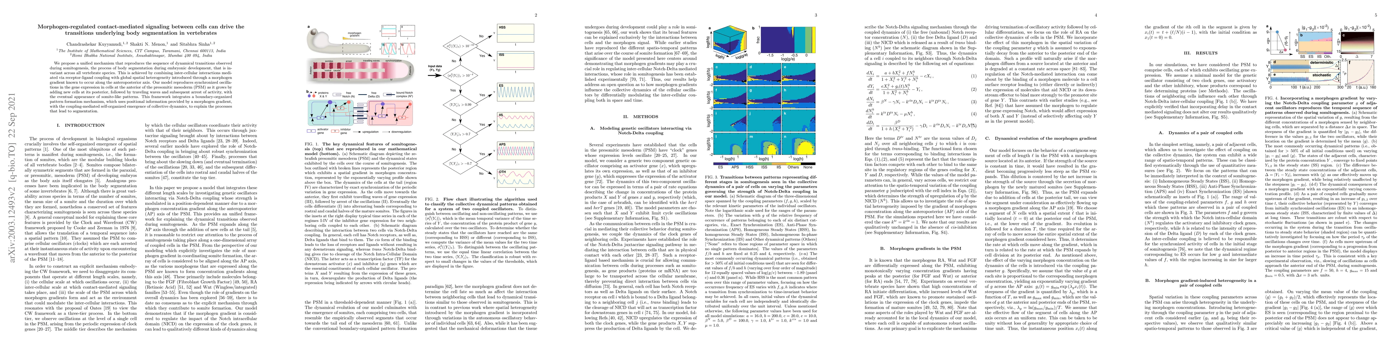 Thumbnail for Morphogen-regulated contact-mediated signaling between cells can drive
  the transitions underlying body segmentation in vertebrates