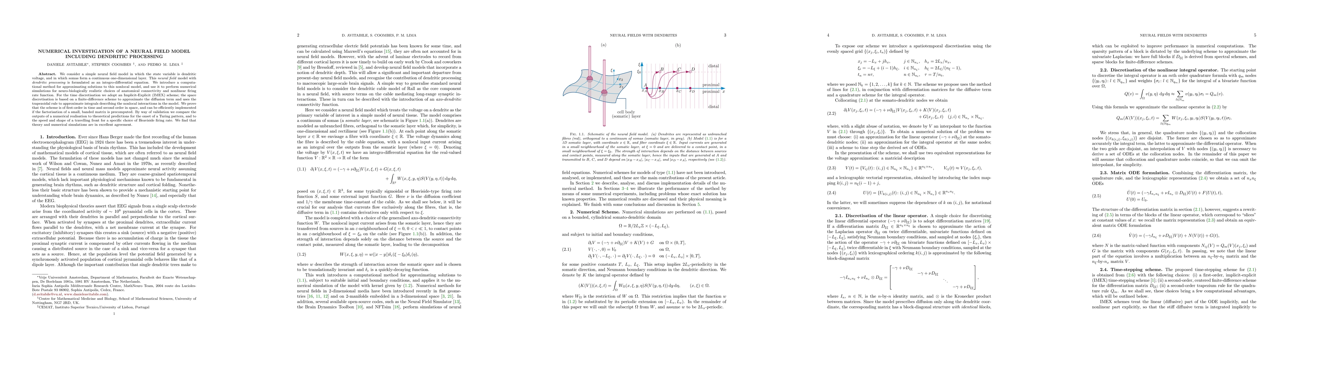 Thumbnail for Numerical investigation of a neural field model including dendritic
  processing