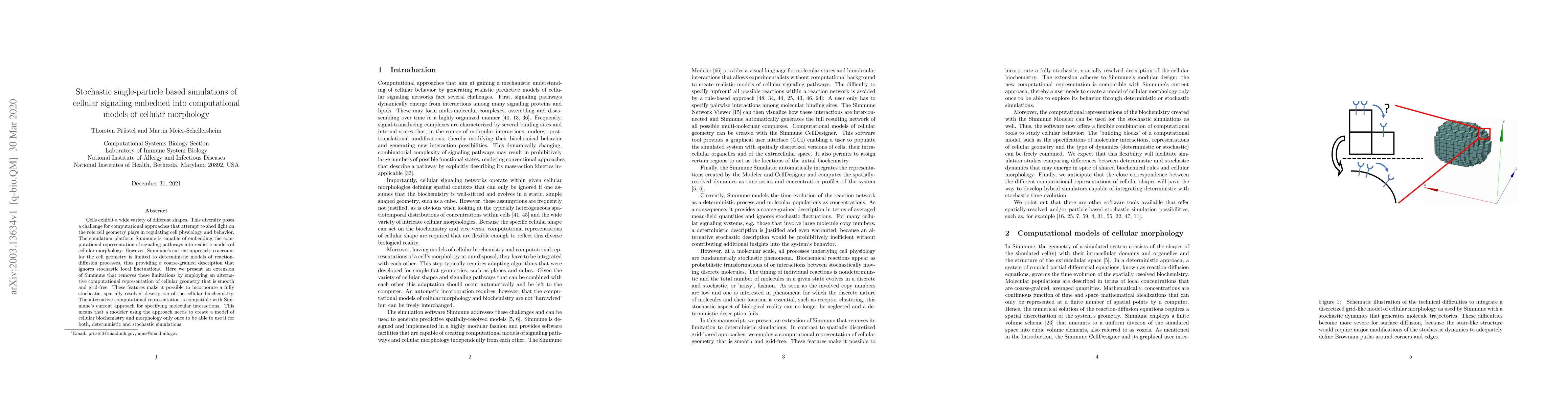 Thumbnail for Stochastic single-particle based simulations of cellular signaling
  embedded into computational models of cellular morphology