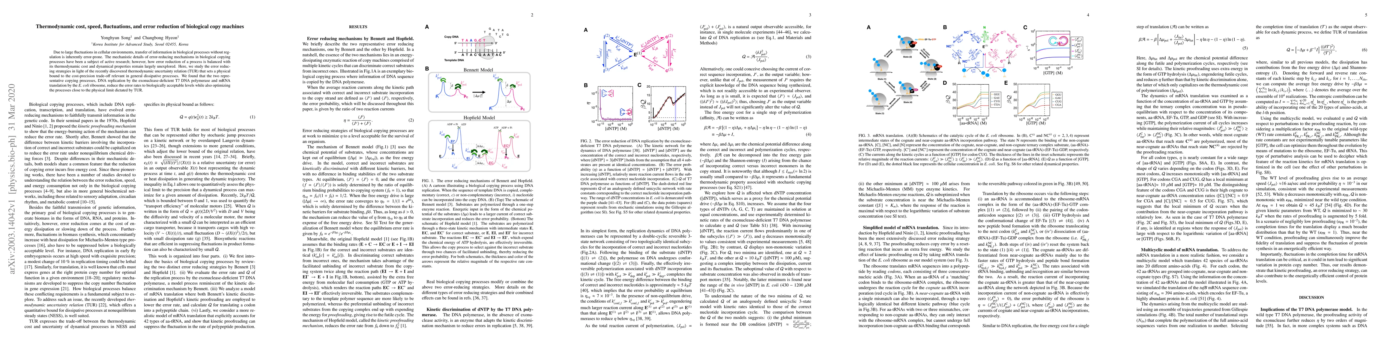 Thumbnail for Thermodynamic cost, speed, fluctuations, and error reduction of
  biological copy machines