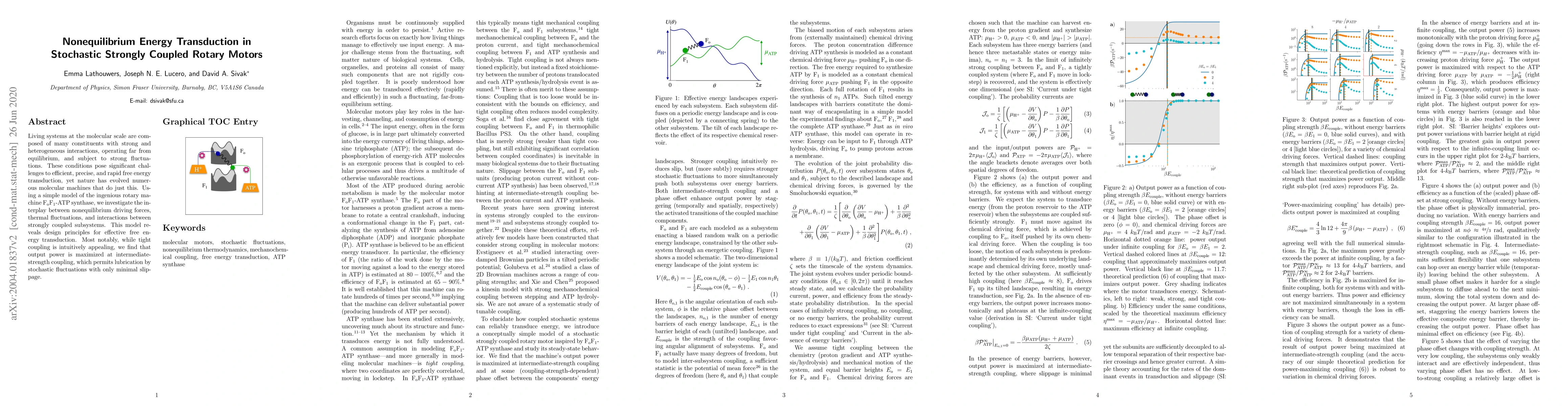 Thumbnail for Nonequilibrium Energy Transduction in Stochastic Strongly Coupled Rotary
  Motors