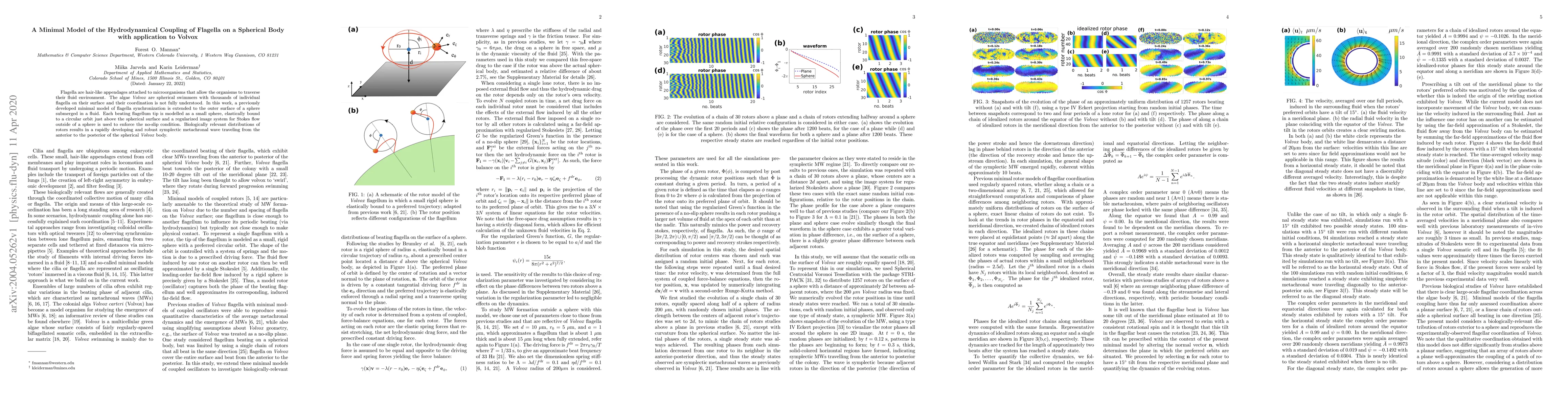 Thumbnail for A Minimal Model of the Hydrodynamical Coupling of Flagella on a
  Spherical Body with application to Volvox