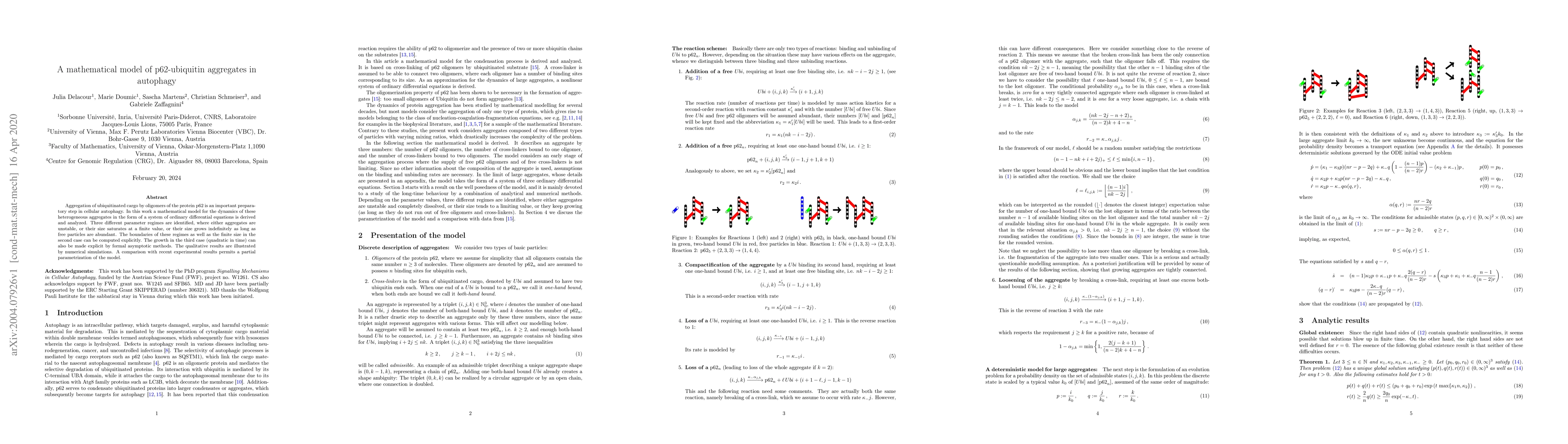 Thumbnail for A mathematical model of p62-ubiquitin aggregates in autophagy