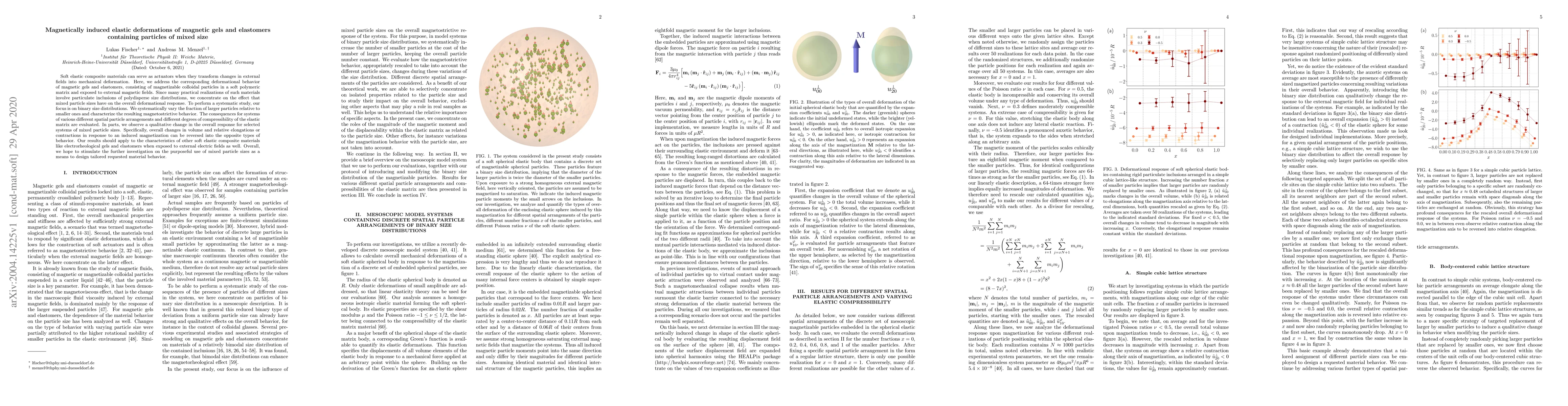 Thumbnail for Magnetically induced elastic deformations of magnetic gels and
  elastomers containing particles of mixed size