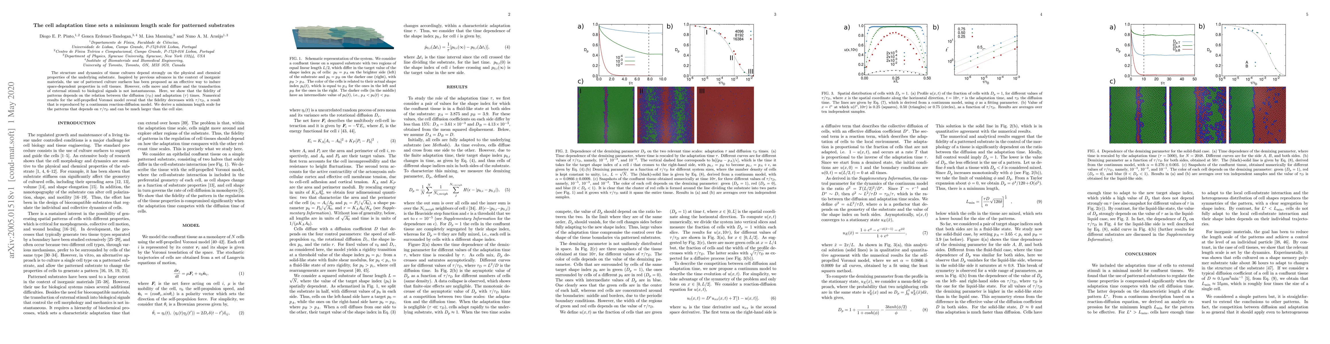 Thumbnail for The cell adaptation time sets a minimum length scale for patterned
  substrates