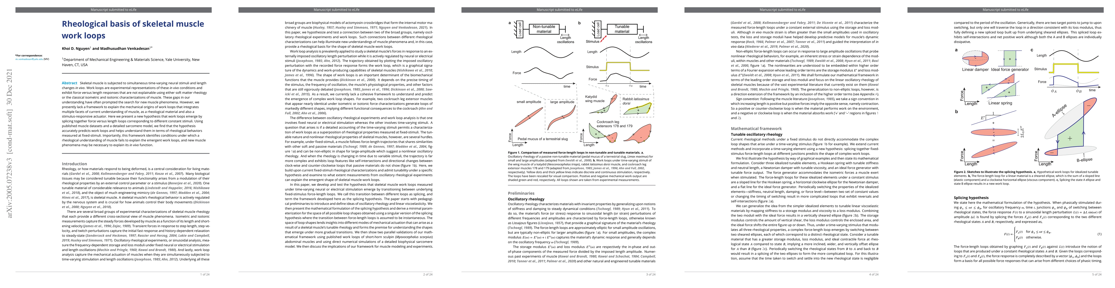 Thumbnail for Rheological basis of skeletal muscle work loops
