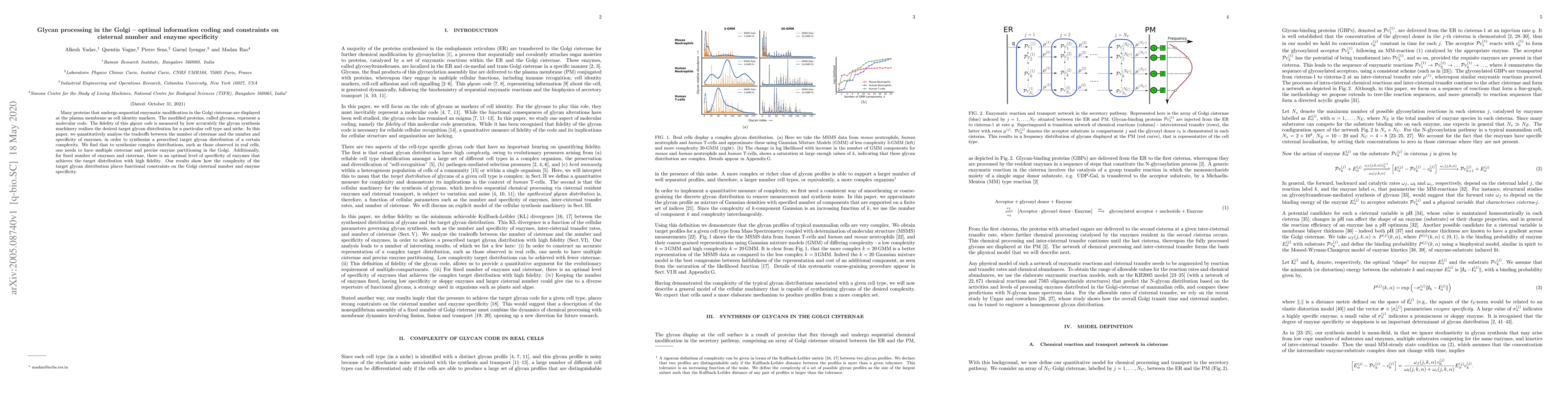 Thumbnail for Glycan processing in the Golgi -- optimal information coding and
  constraints on cisternal number and enzyme specificity