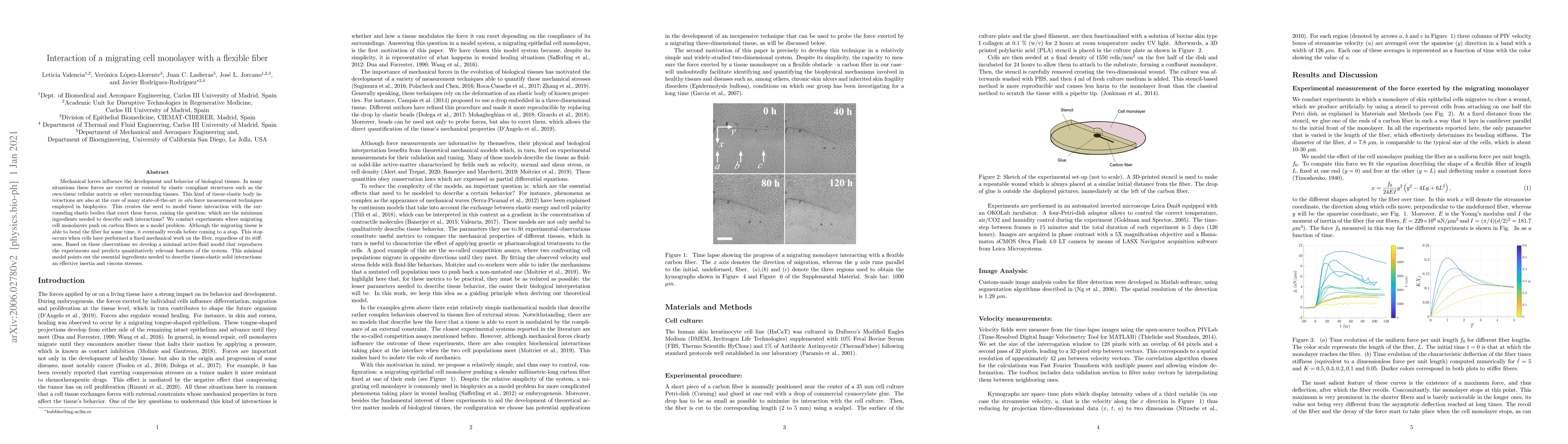 Thumbnail for Interaction of a migrating cell monolayer with a flexible fiber