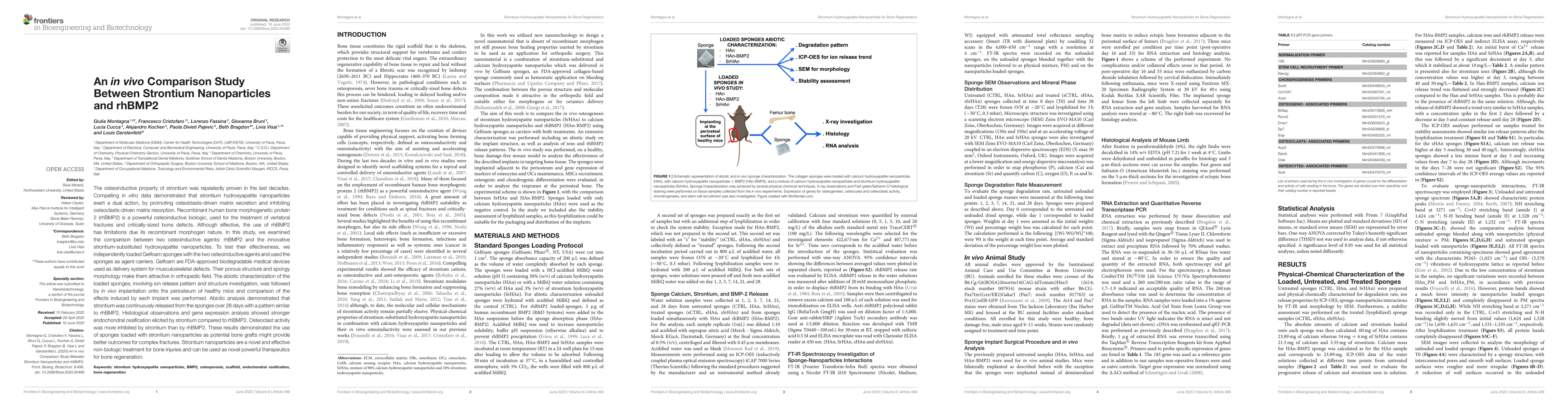 Thumbnail for An $\textit{in vivo}$ comparison study between strontium nanoparticles
  and rhBMP2