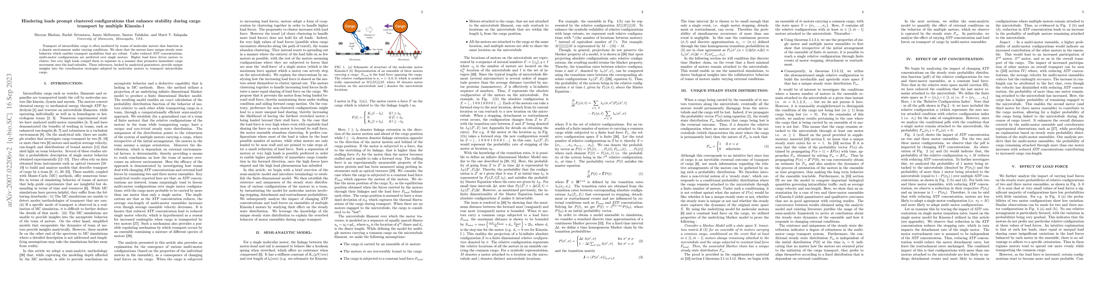 Thumbnail for Hindering loads prompt clustered configurations that enhance stability
  during cargo transport by multiple Kinesin-1