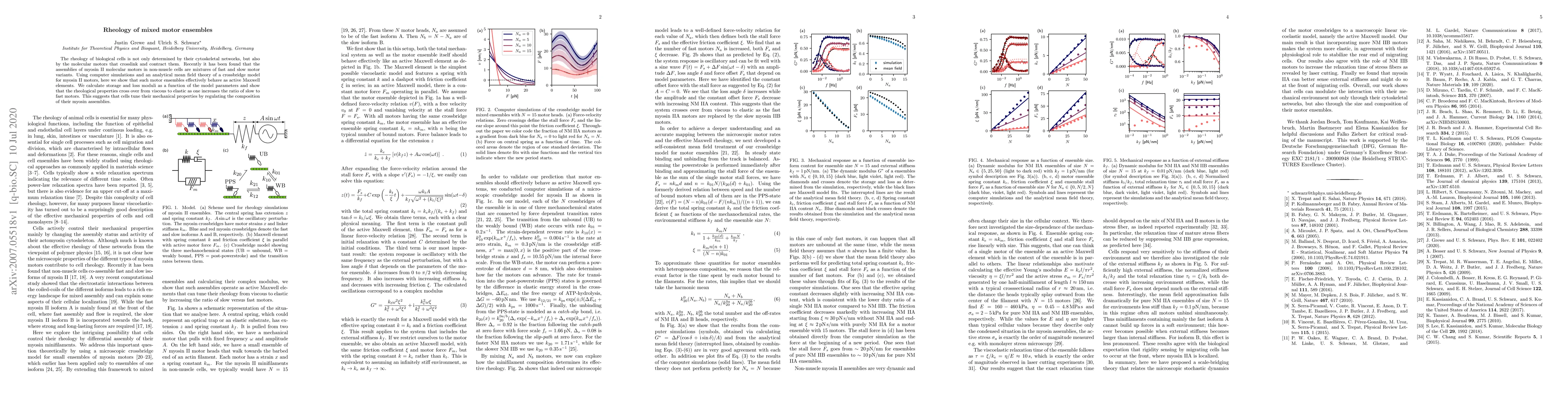 Thumbnail for Rheology of mixed motor ensembles