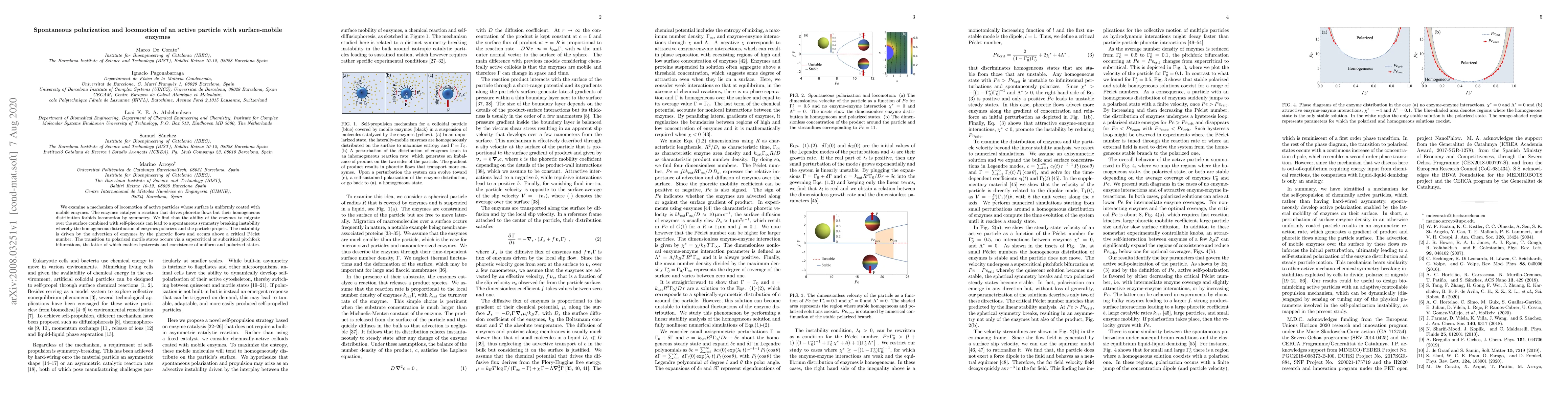 Thumbnail for Spontaneous polarization and locomotion of an active particle with
  surface-mobile enzymes