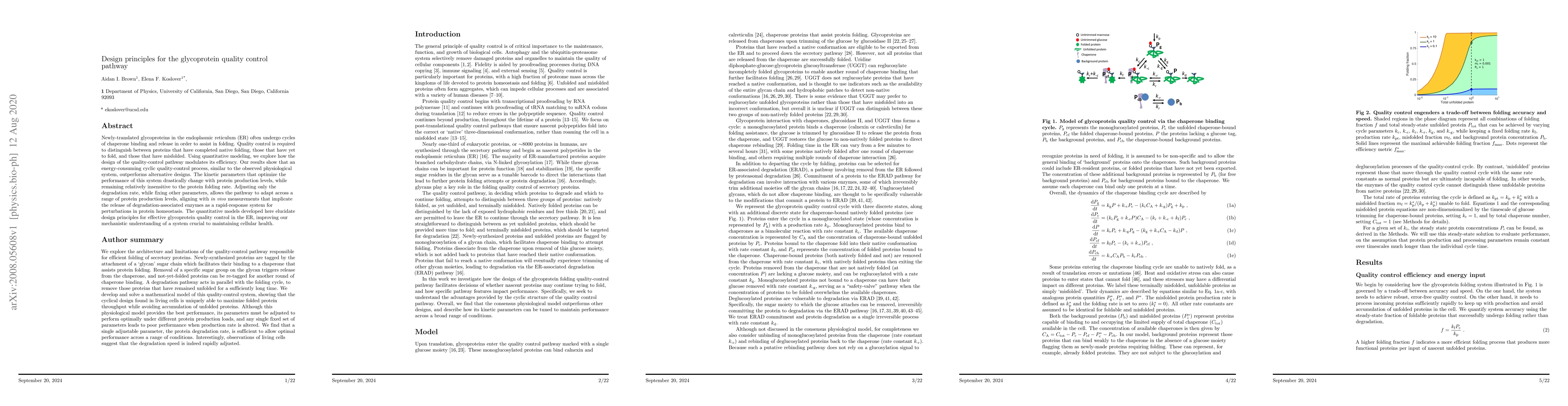 Thumbnail for Design principles for the glycoprotein quality control pathway
