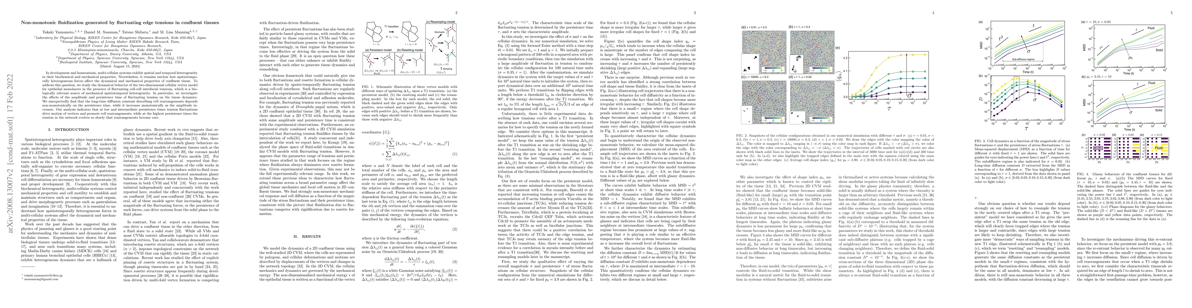 Thumbnail for Non-monotonic fluidization generated by fluctuating edge tensions in
  confluent tissues
