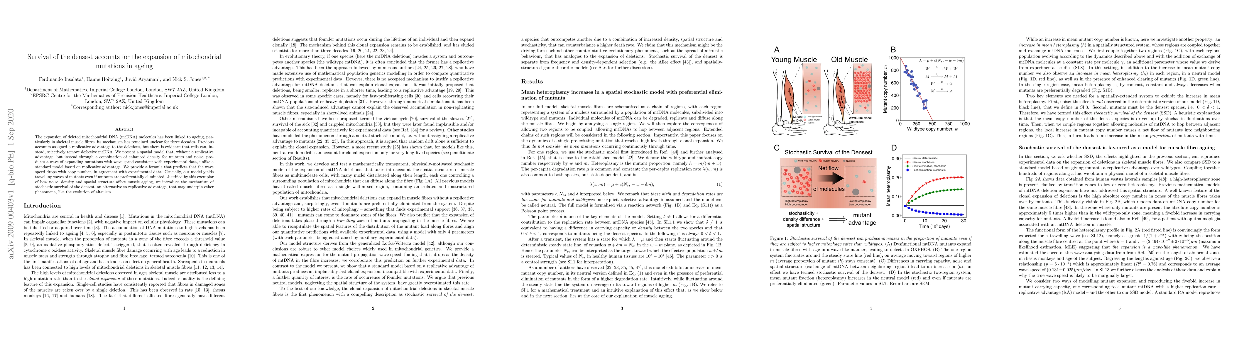 Thumbnail for Survival of the densest accounts for the expansion of mitochondrial
  mutations in ageing