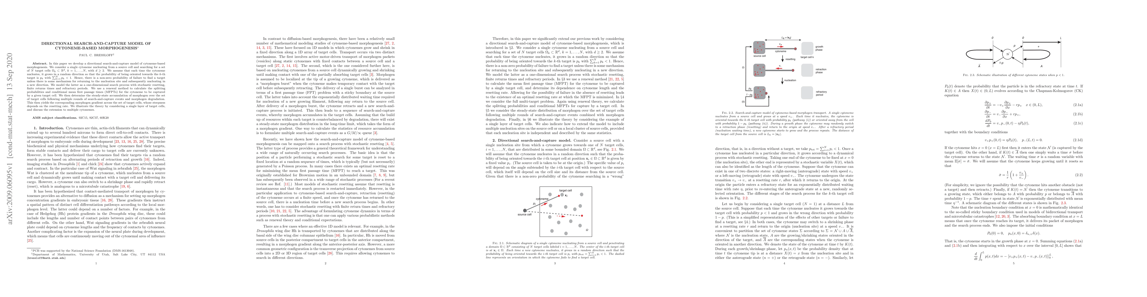 Thumbnail for Directional search-and-capture model of cytoneme-based morphogenesis