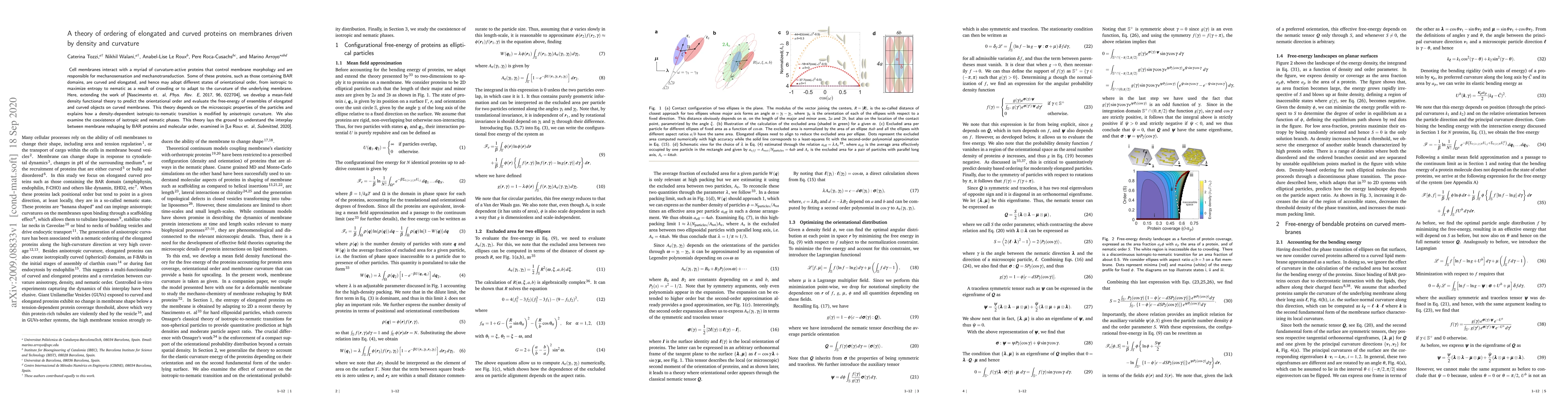 Thumbnail for A theory of ordering of elongated and curved proteins on membranes
  driven by density and curvature