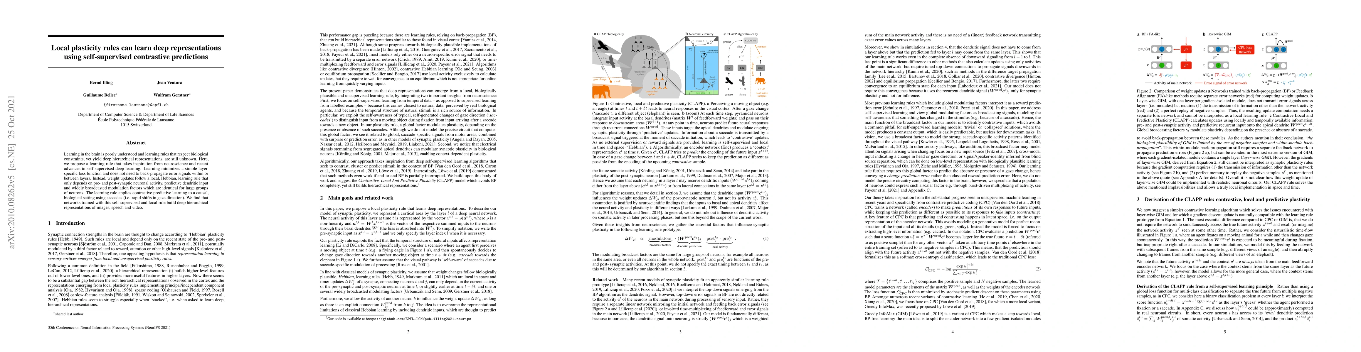 Thumbnail for Local plasticity rules can learn deep representations using
  self-supervised contrastive predictions