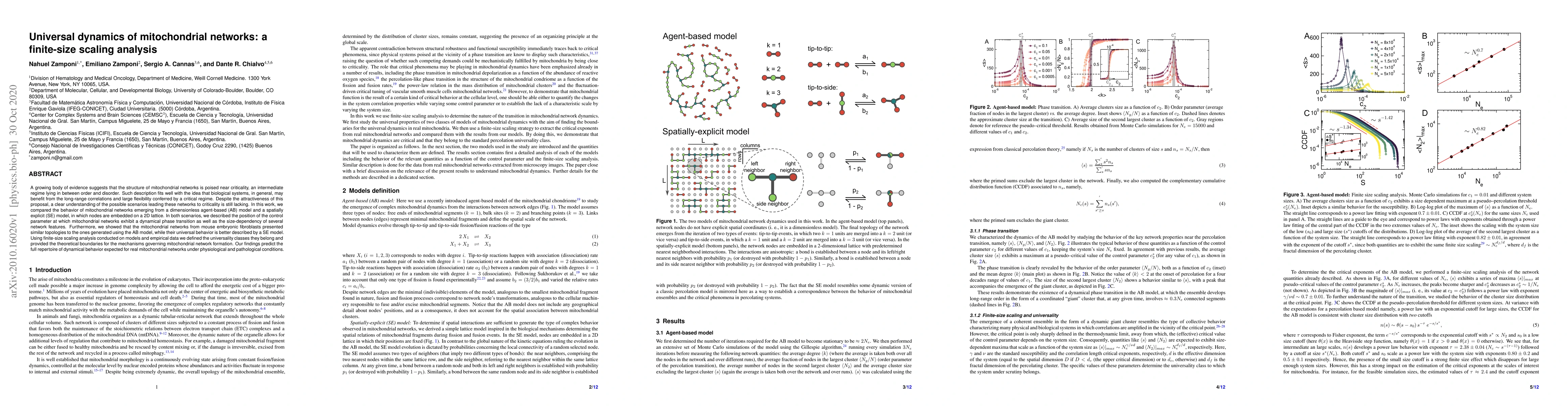 Thumbnail for Universal dynamics of mitochondrial networks: a finite-size scaling
  analysis