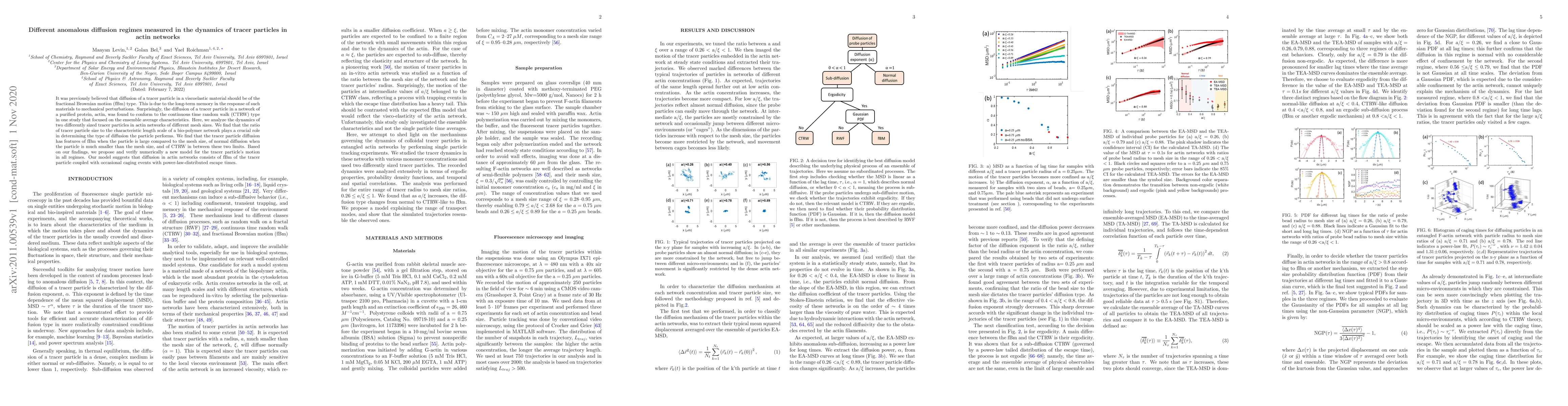 Thumbnail for Different anomalous diffusion regimes measured in the dynamics of tracer
  particles in actin networks