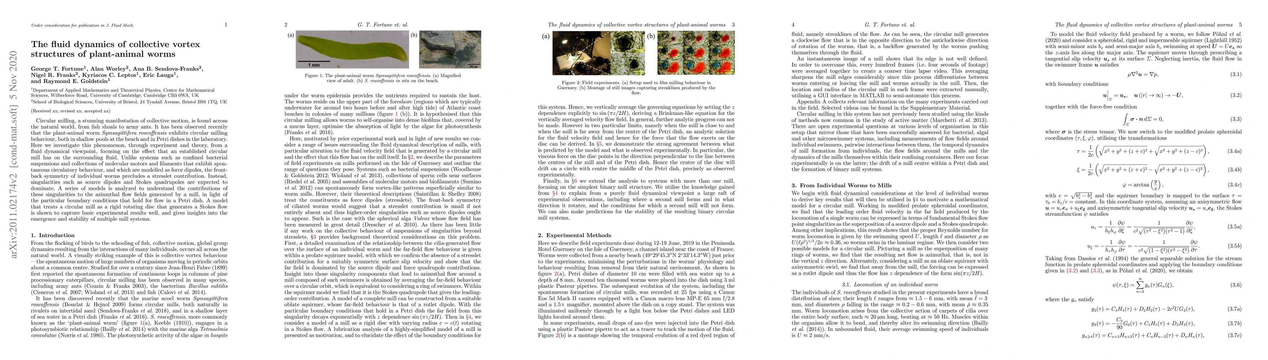 Thumbnail for The fluid dynamics of collective vortex structures of plant-animal worms