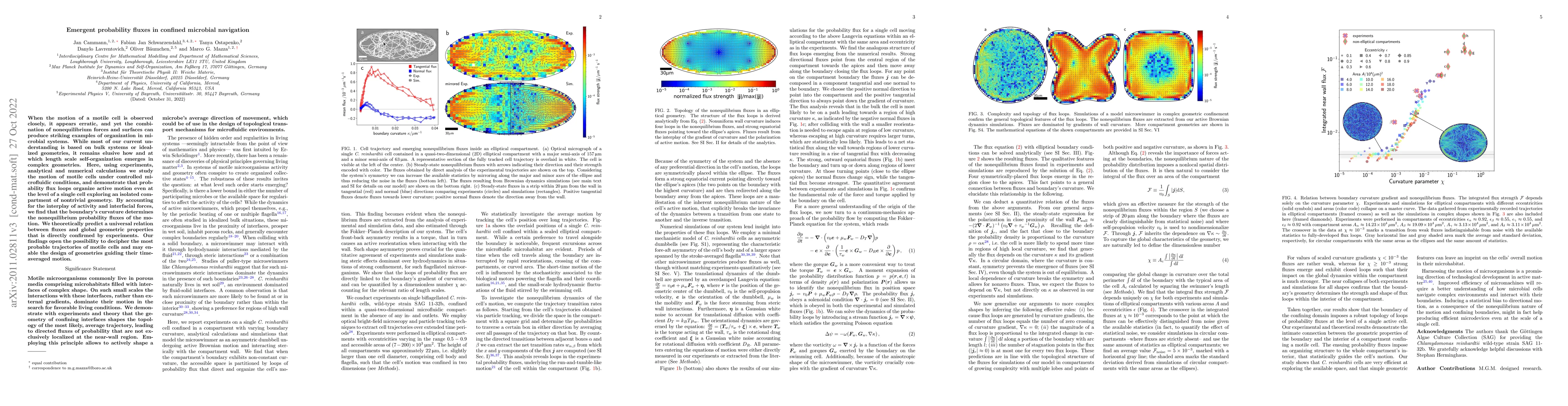 Thumbnail for Emergent probability fluxes in confined microbial navigation