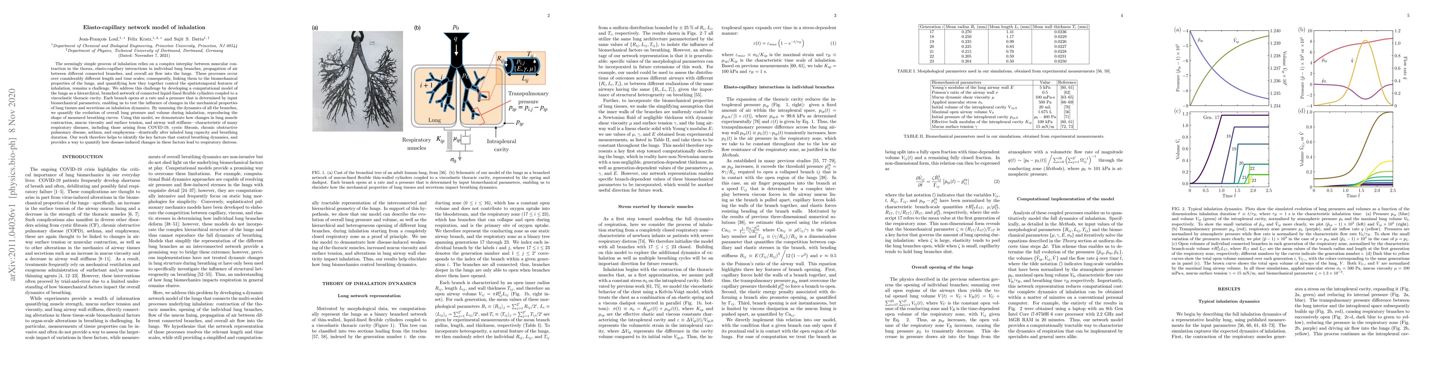 Thumbnail for Elastocapillary network model of inhalation