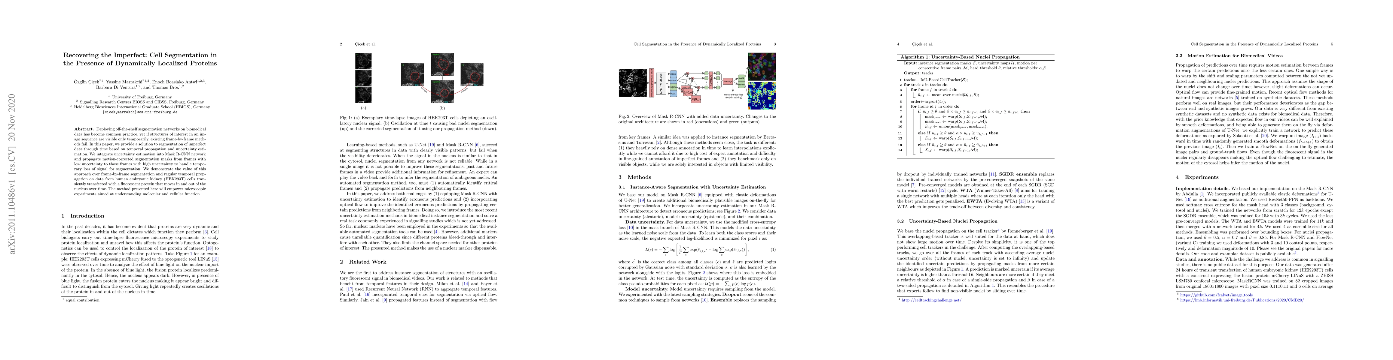 Thumbnail for Recovering the Imperfect: Cell Segmentation in the Presence of
  Dynamically Localized Proteins