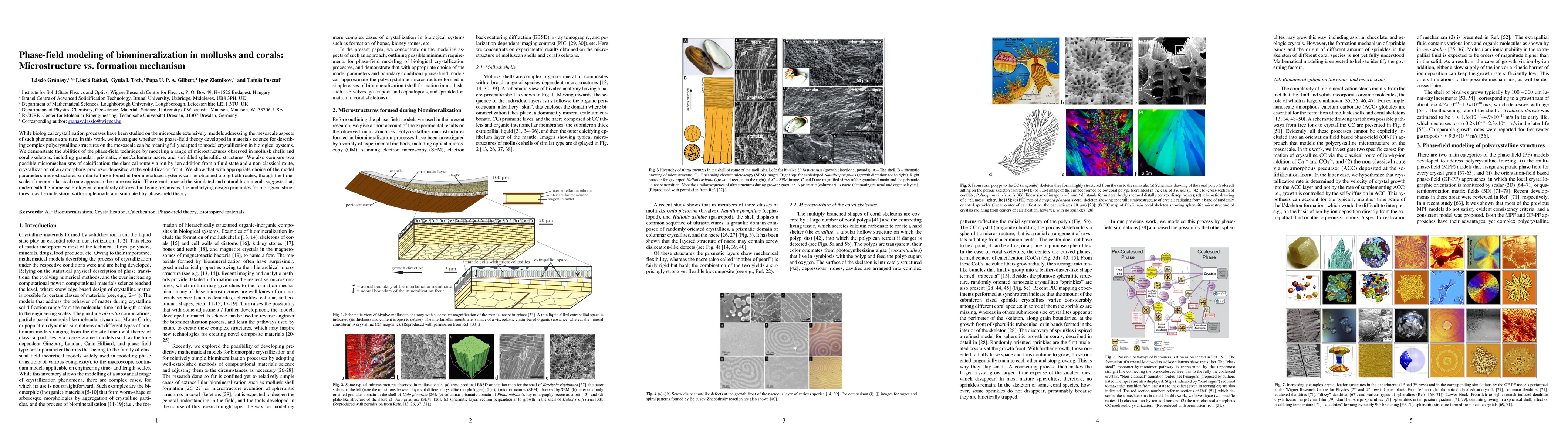 Thumbnail for Phase-field modeling of biomineralization in mollusks and corals:
  Microstructure vs. formation mechanism