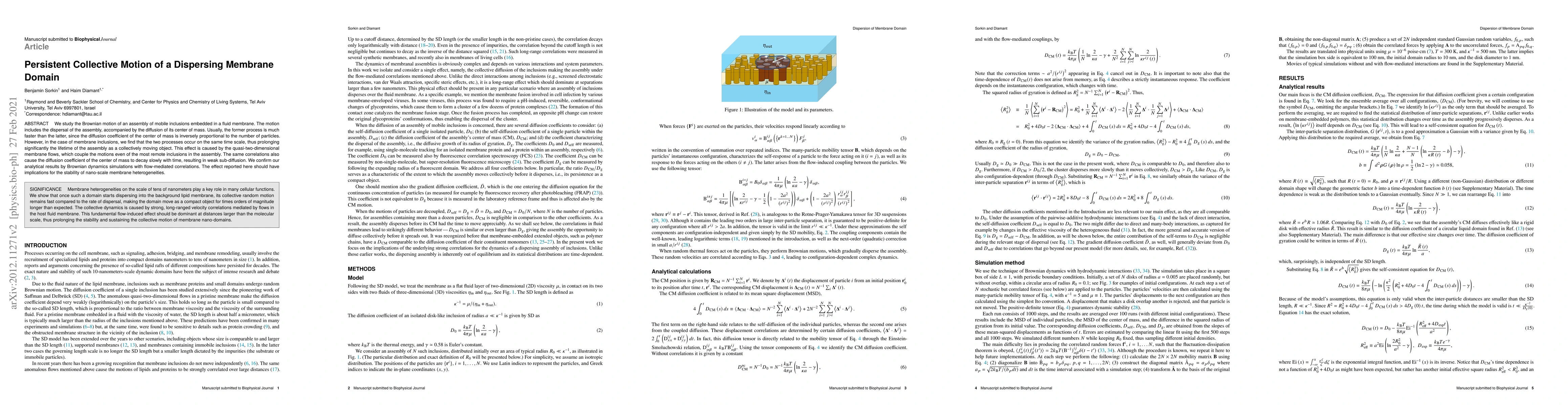 Thumbnail for Persistent Collective Motion of a Dispersing Membrane Domain