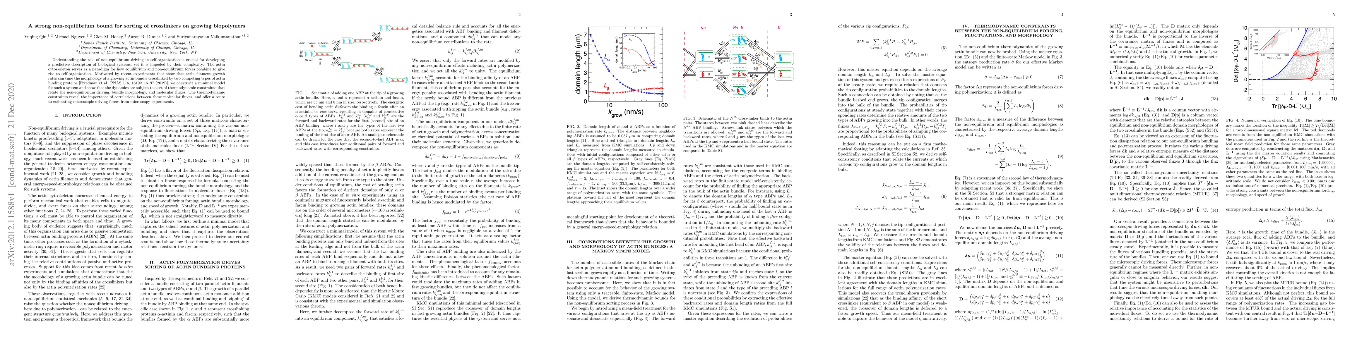 Thumbnail for A strong non-equilibrium bound for sorting of crosslinkers on growing
  biopolymers