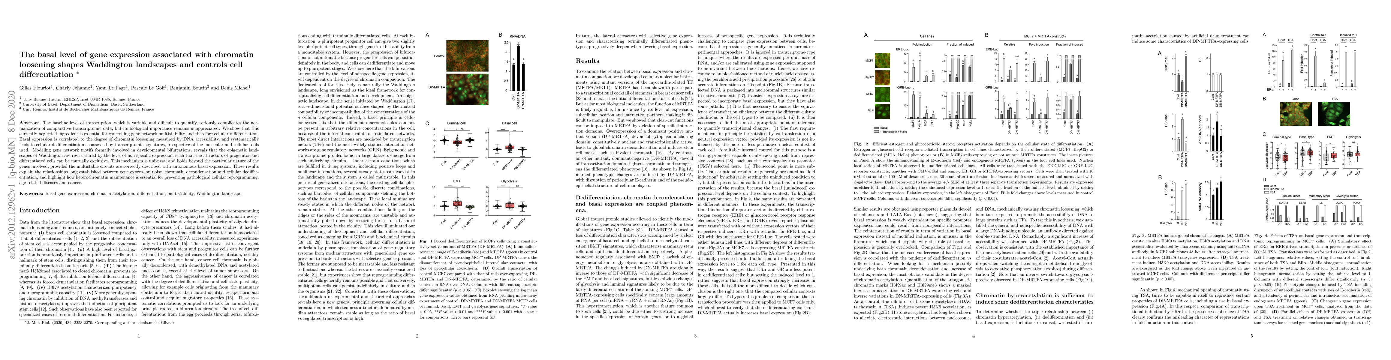 Thumbnail for The basal level of gene expression associated with chromatin loosening
  shapes Waddington landscapes and controls cell differentiation