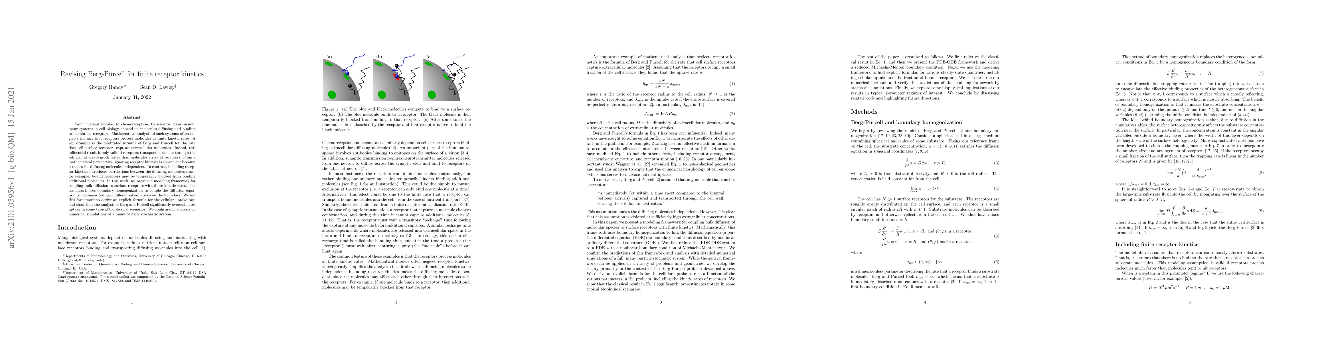 Thumbnail for Revising Berg-Purcell for finite receptor kinetics