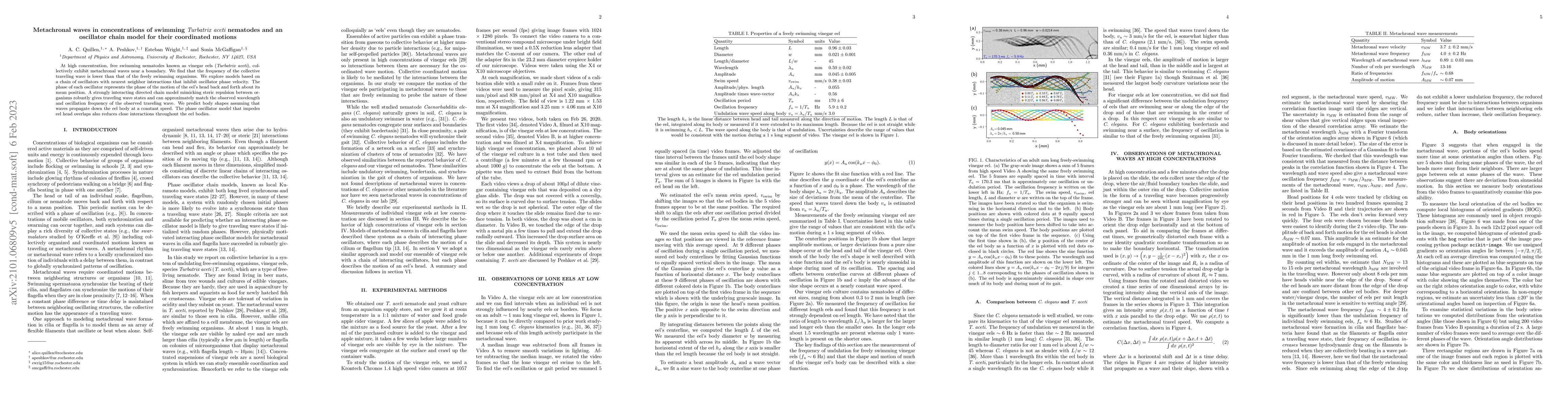 Thumbnail for Metachronal waves in concentrations of swimming Turbatrix aceti
  nematodes and an oscillator chain model for their coordinated motions