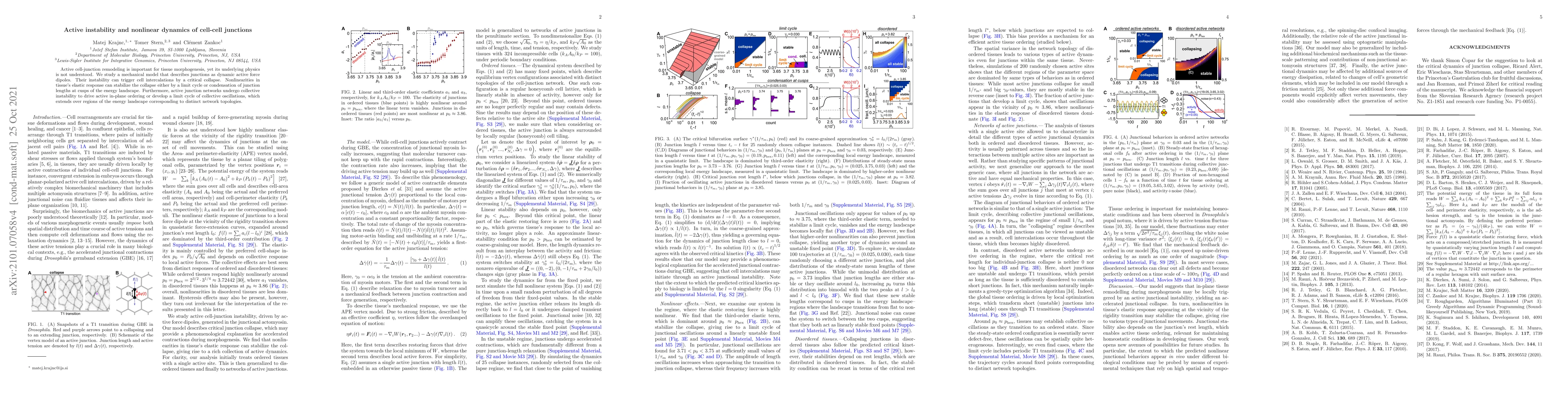 Thumbnail for Active instability and nonlinear dynamics of cell-cell junctions