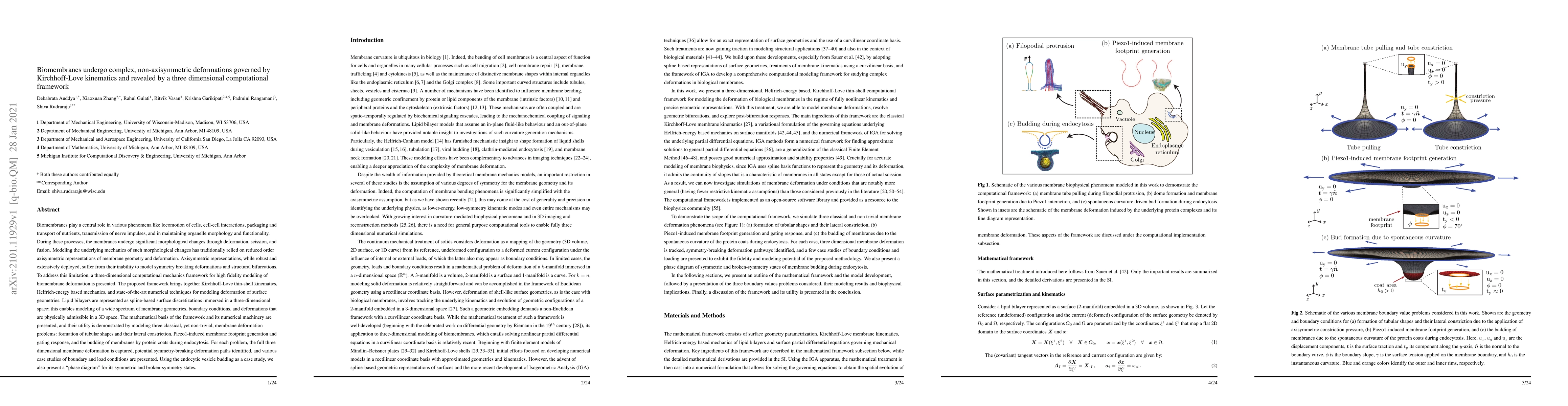 Thumbnail for Biomembranes undergo complex, non-axisymmetric deformations governed by
  Kirchhoff-Love kinematics and revealed by a three dimensional computational
  framework